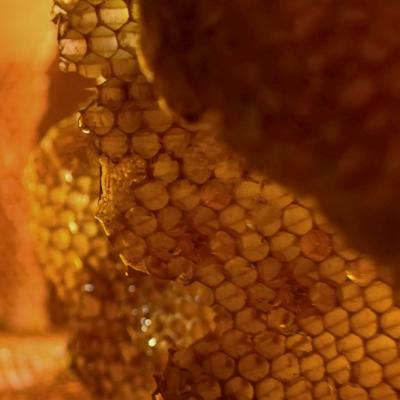 Garnier Botanic Therapy Honey Treasure Hair Remedy Maska na vlasy pre ženy 340 ml