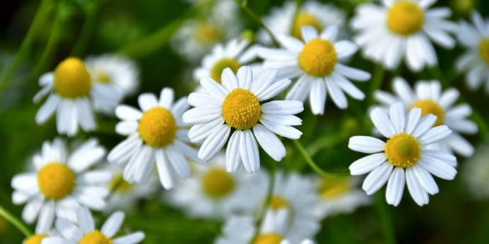 Rumanček pre zosvetlenie vlasov