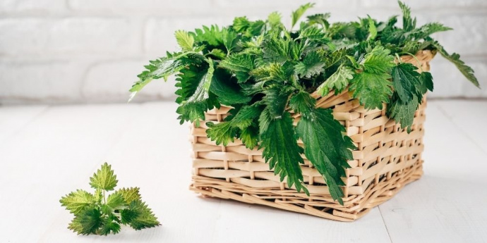 Žihľava pre tmavé vlasy