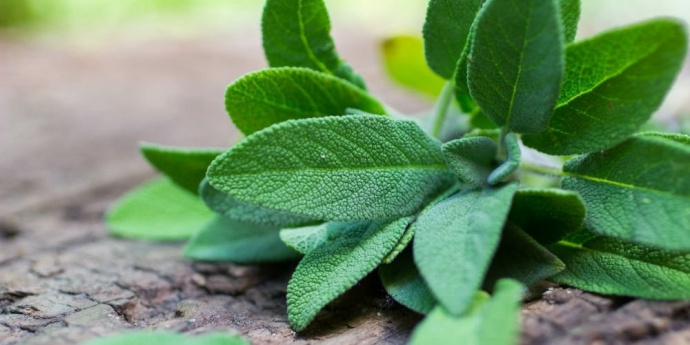 Šalvia pre tmavé vlasy